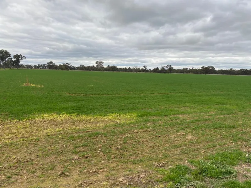 180 Acres Farm Land