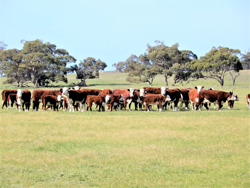 Cattle & Sheep Grazing at its best