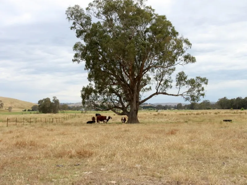 20 Acres...Where will you build your dream home?