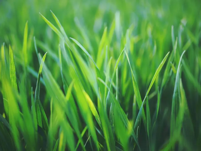 Wide Frontage Lot Ready To Go!