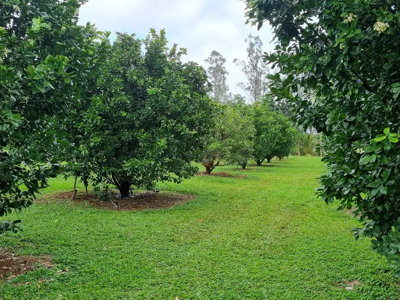 Lifestyle Change - Assorted Fruit Trees
