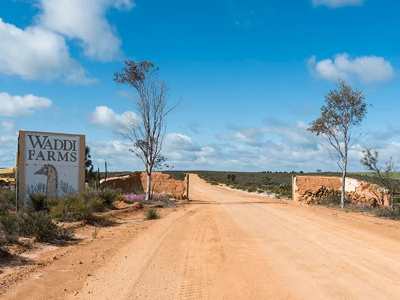 “Waddi Farm Resort”