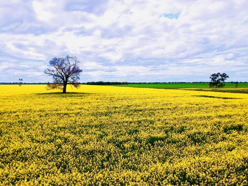 Ripponlea, Ungarie NSW