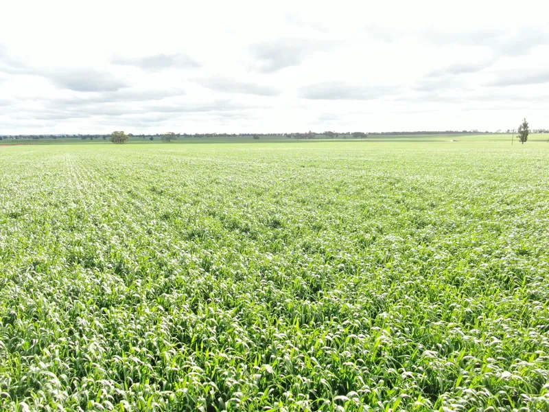 'Yarran Park' Weethalle NSW