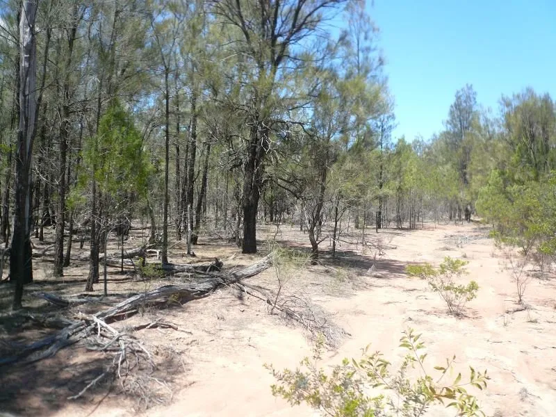JUST UNDER 260 ACRES PRICED TO SUIT INVESTORS!