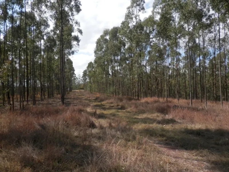 Acreage with Plantation Timber