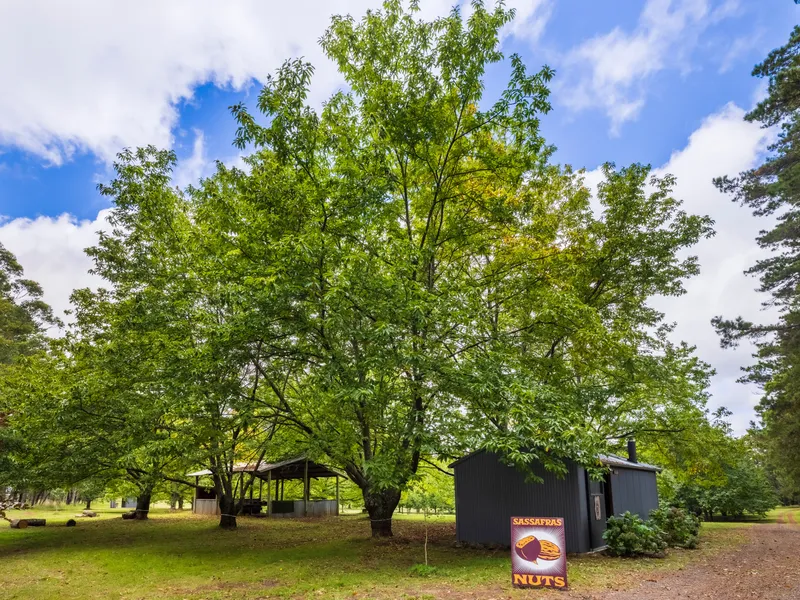 SASSAFRAS NUTS FARM