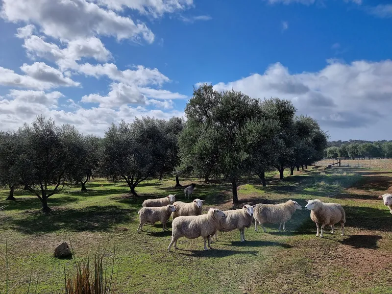 A Little Bit of Everything on your very own Private Olive Grove