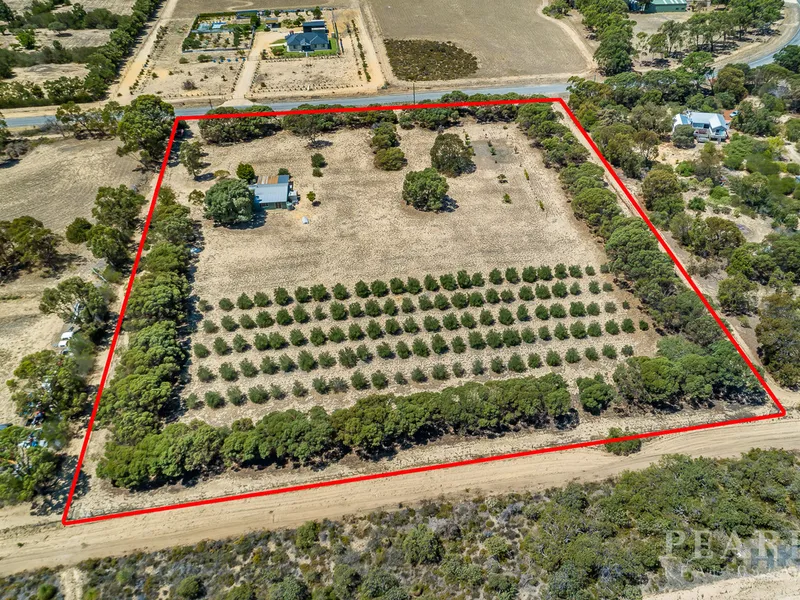 Amazing Income Potential, 5 acres, 150 Mature Olive Trees