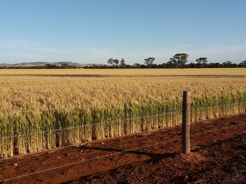 'Windy Plains'