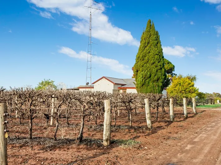 Established Vineyard/Home, close to Barmera