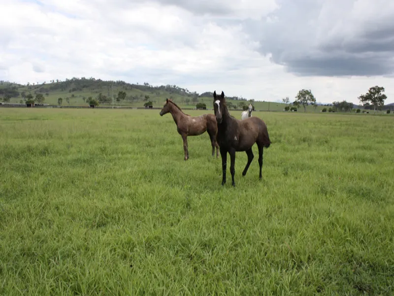 Genuine sale - Price slashed - 75 acres only 5kms from Beaudesert Race Track