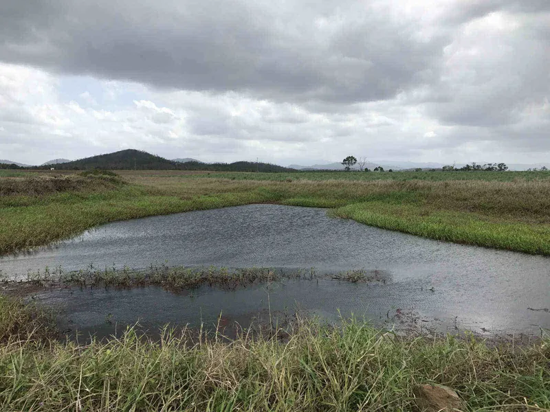 67 ACRES CANE AND IDEAL CATTLE