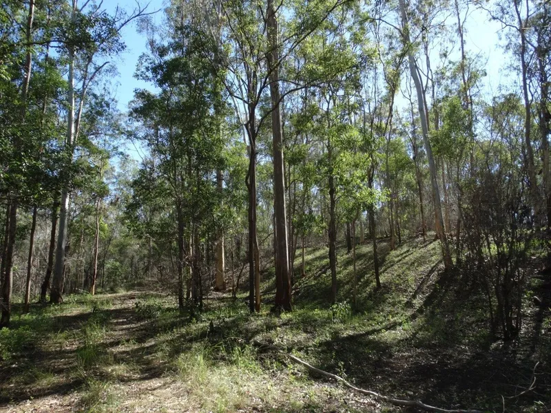 230 ACRES OF OPEN TIMBERED COUNTRY