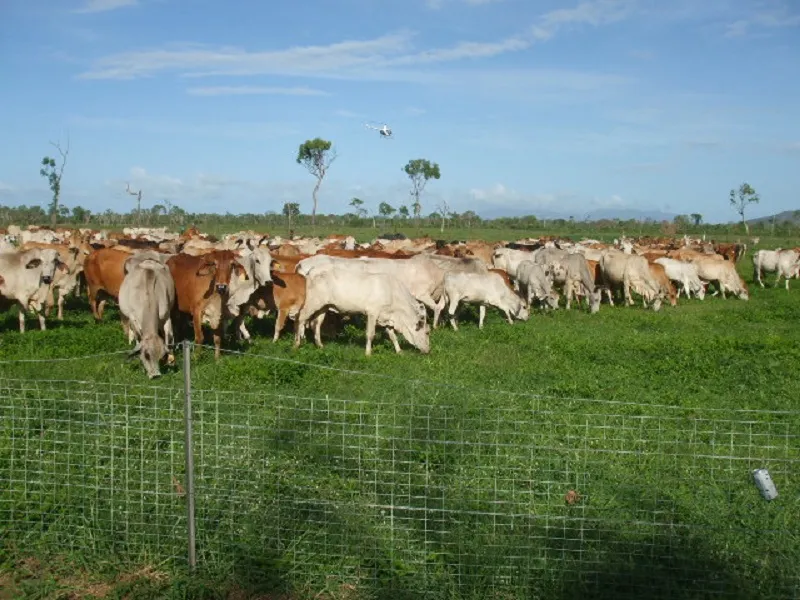 For Sale | Cattle Property | Cropping | Endless Opportunities