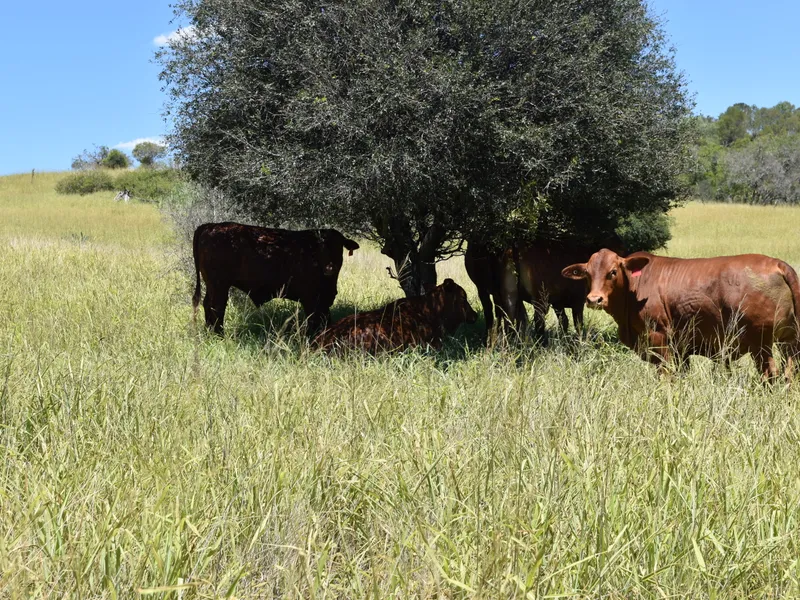 'KITOBA' - Kitoba Road, Kitoba, Murgon. Premier South Burnett Cattle Property.