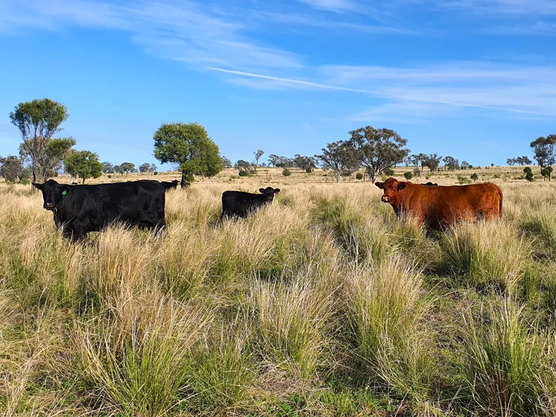 Grazing - Cultivation - Development - Lifestyle Package!