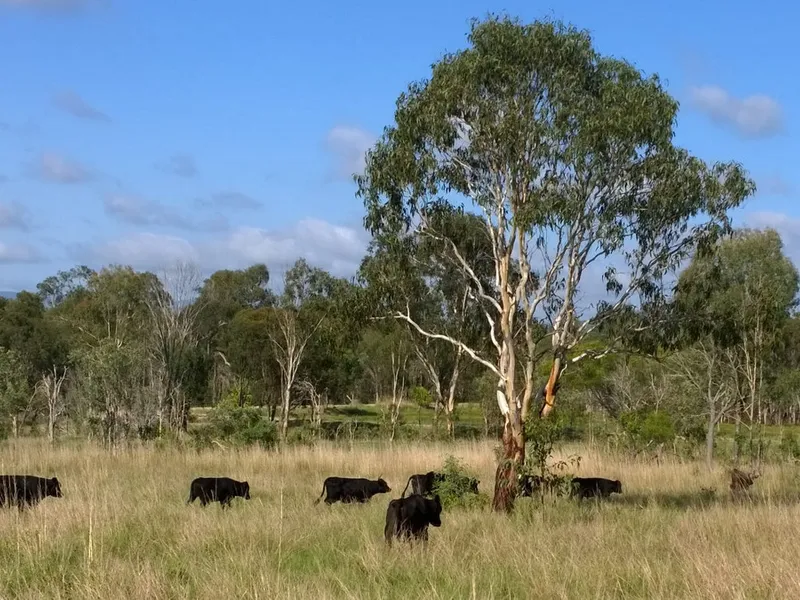 100 Acre Lifestyle Block - Rare as Hens Teeth!