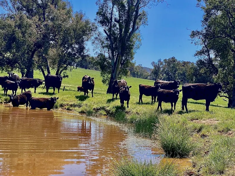 North East Victoria Productive Cattle Farm at Greta