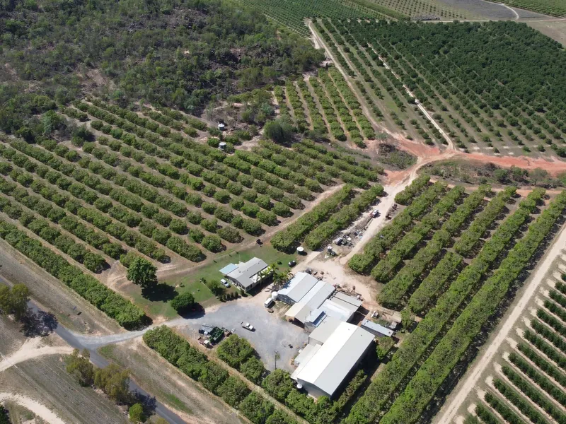 PRODUCING FRUIT ORCHARDS - EARLY HARVEST AREA