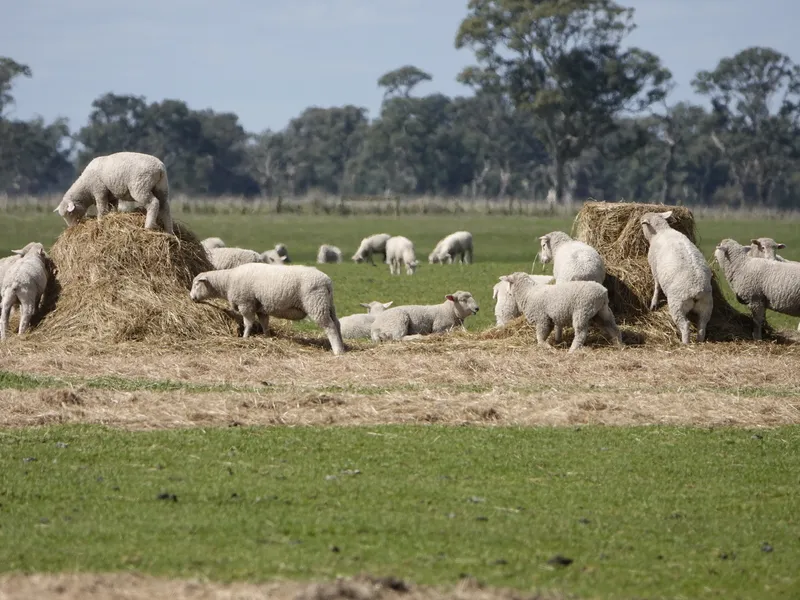 Productive Grazing or Cropping Property