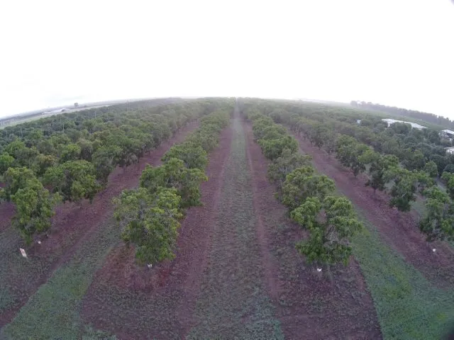 8 Acres with Mangoes