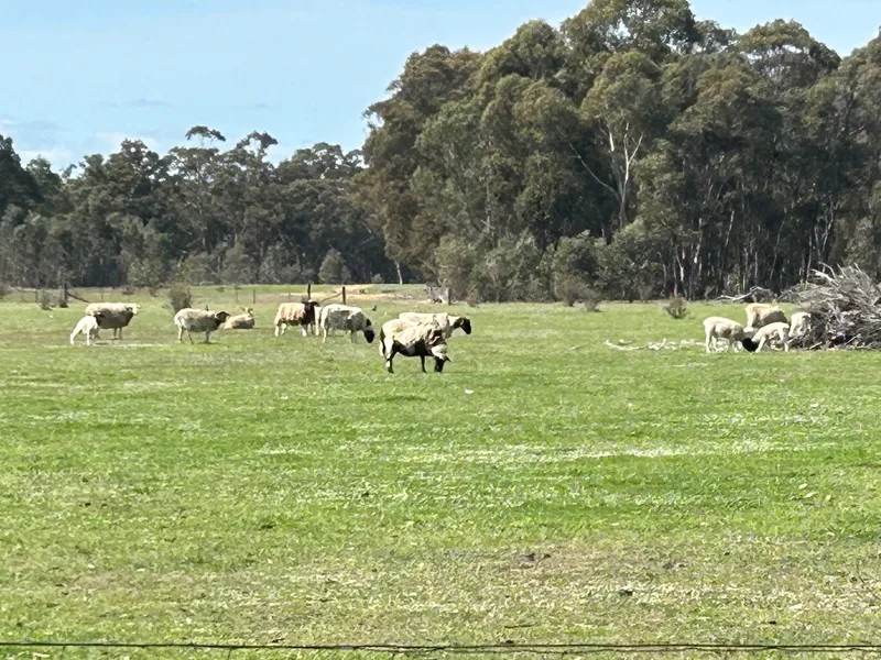 DIGGINGS AT FRONT DOOR AND SEASONAL CREEKS.