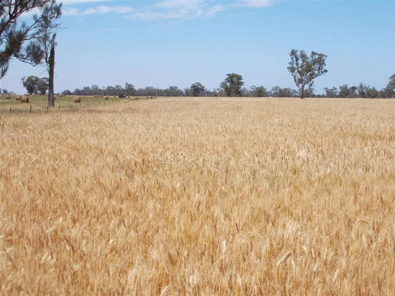 Prime Cropping and Sheep Property for Auction
