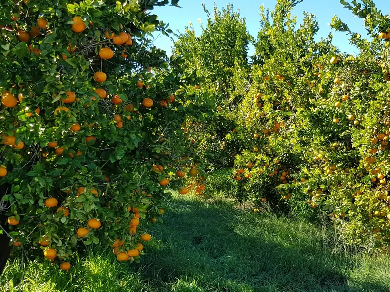Excellent Horticulture Property