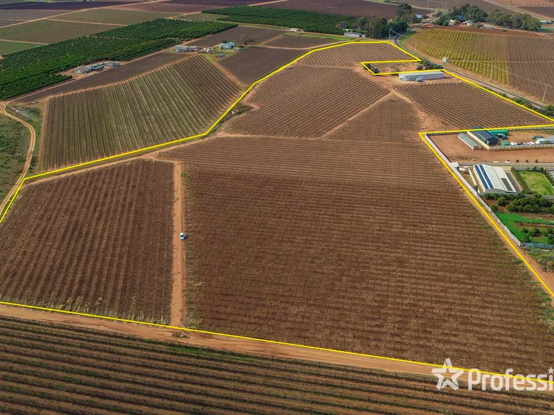 Ralli Seedless Vineyard - 8.04Ha (20 acres)