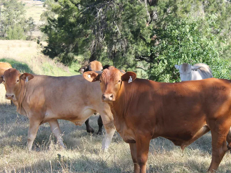 FARMING, INVESTMENT OR LIFESTYLE !