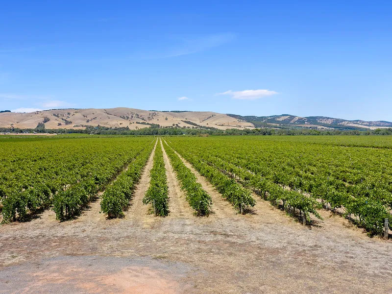 Rare lifestyle opportunity + organic Vineyard
