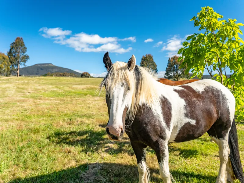 10 ACRES WITH ABUNDANT WATER, HUGE SHED & GREAT HORSE PADDOCKS
