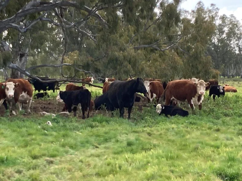 'Seven Oaks' Picola North, Vic 480.7 HA/1188 AC