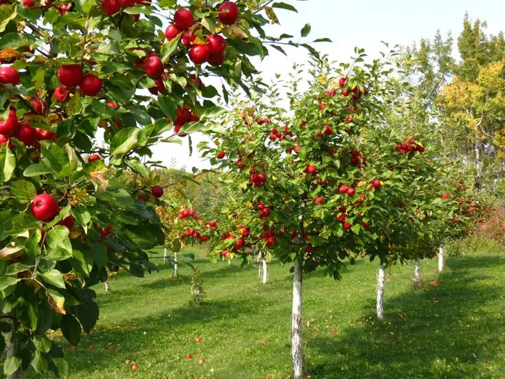 Orchard For Sale