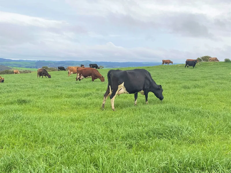 'Clelands Dairy'  3 titles, water allocation & serious scale on 398ha (984acs)