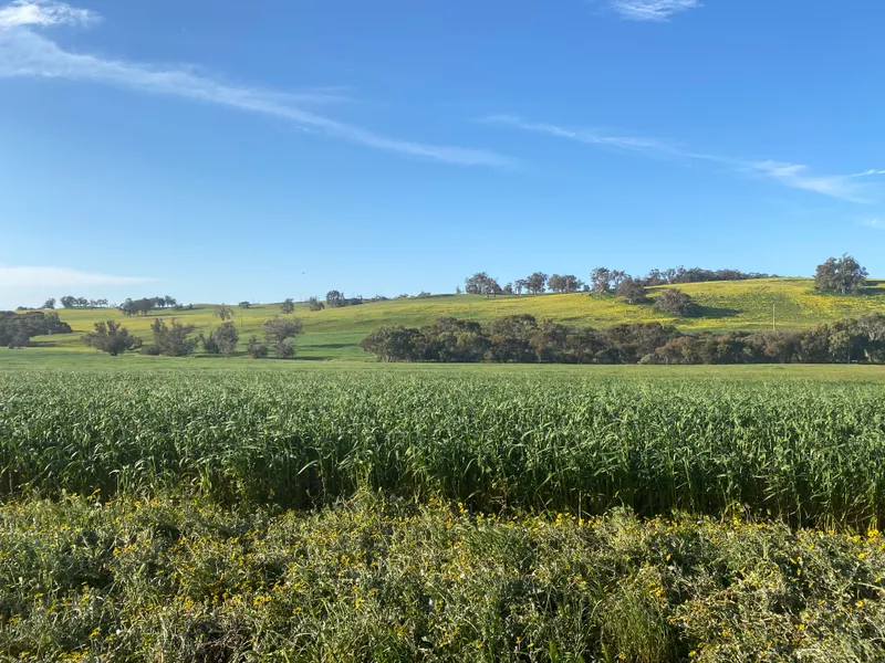 'CAPERCUP' FOR LEASE BY EXPRESSIONS OF INTEREST!