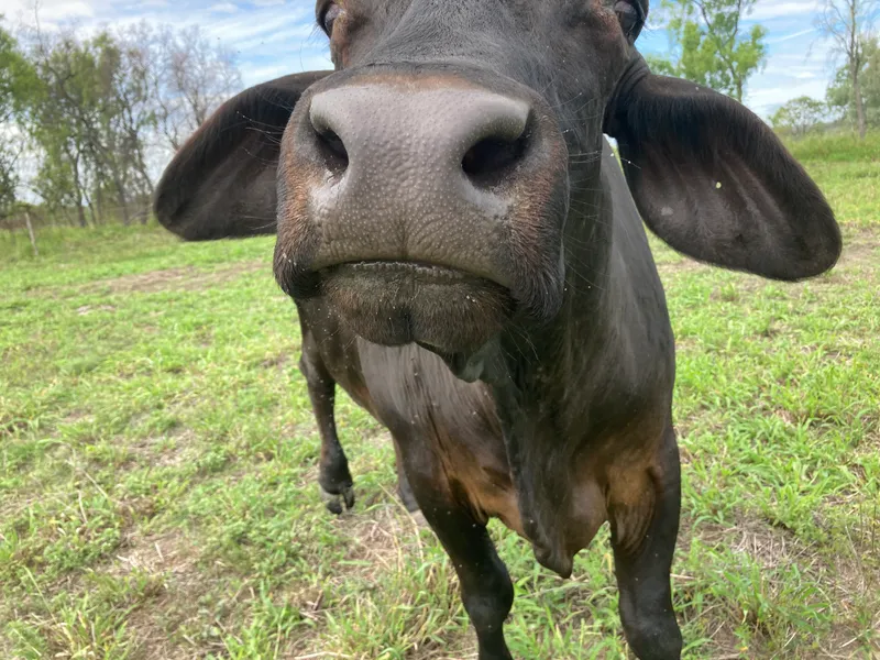 Fatten or farm here - no bull!  This country will put condition on a steel post