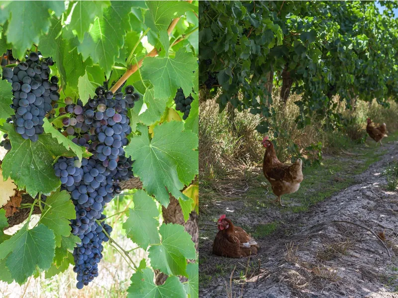 McLaren Vale Vineyard + approx $125k income + 3 Bedroom Home