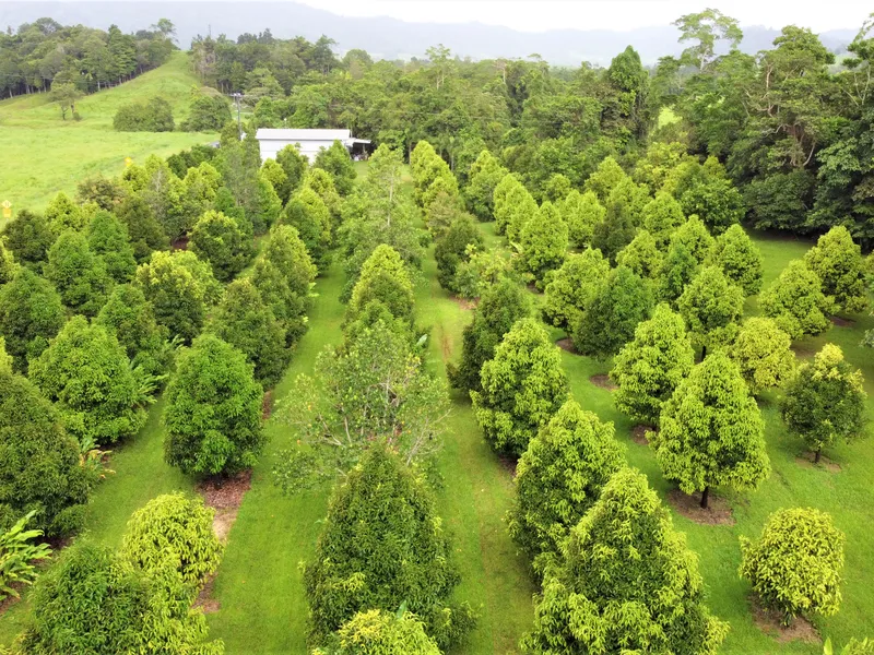 12 Tropical Acres with 100  Mangosteens