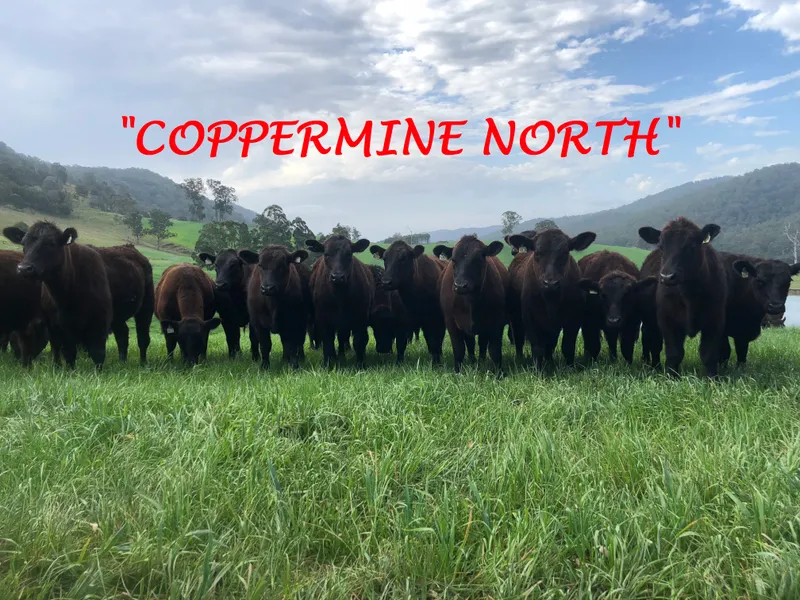 MILL CREEK VALLEY - STROUD NSW - HIGHLY REGARDED CATTLE COUNTRY