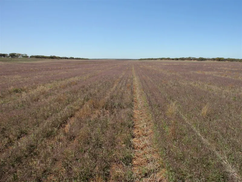 Cropping & Grazing Kyancutta/Koongawa district