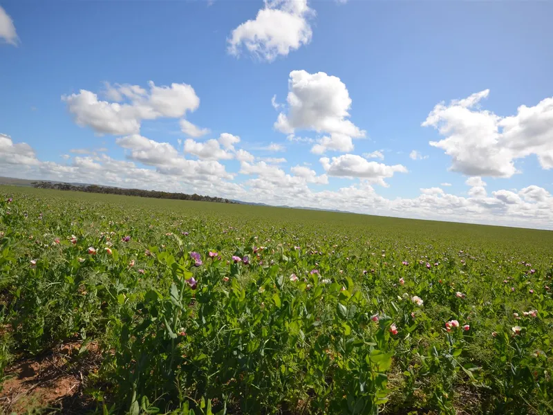 400 Acres of Quality Cropping & Grazing Country