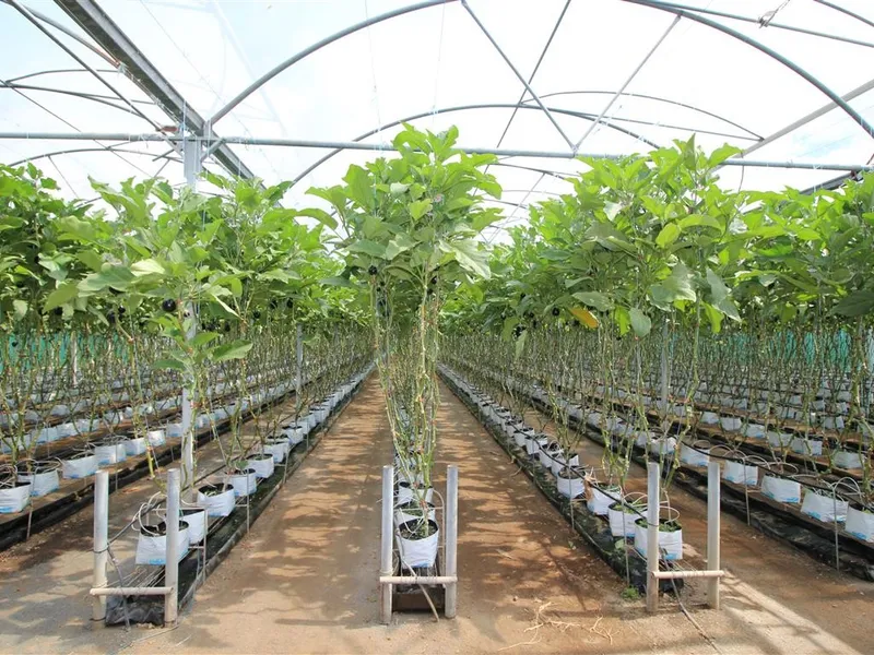 Hydroponics Farm with Multi Purpose Opportunities