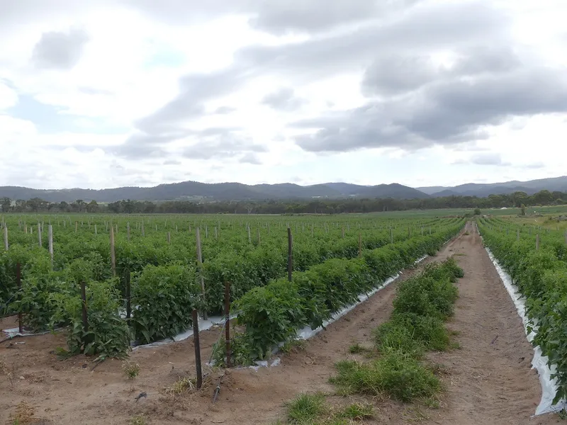 Prime farming land