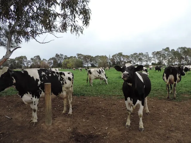 MCMILLANS DAIRY FARM