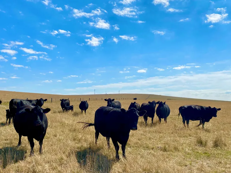 Cropping - Grazing - Fodder Production