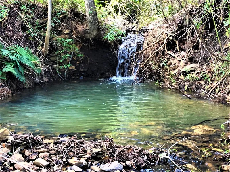 “Rivendale Springs” – A Special Place of Abundant Water, Diverse Fauna and Flora- and Privacy.