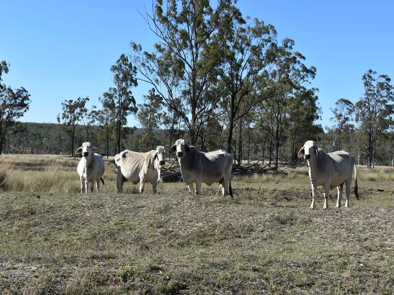 'BROVINIA' - Large Scale Cattle Breeding Property plus Timber.
