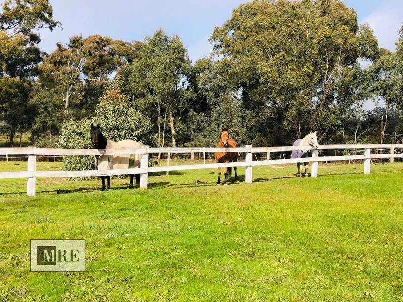 HORSE LOVERS LOOK NO FURTHER